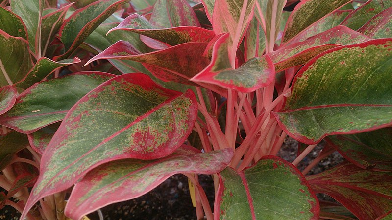 File:Chinese Evergreen (Aglaonema 'Siam Aurora').jpg