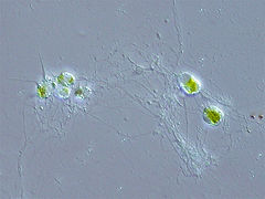 Reticulopodios en una cloraracniofita