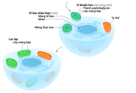 Tập_tin:Chloroplast_endosymbiosis_simple_vi.svg