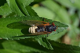 Massospora cicadina fungal infection on a periodical cicada