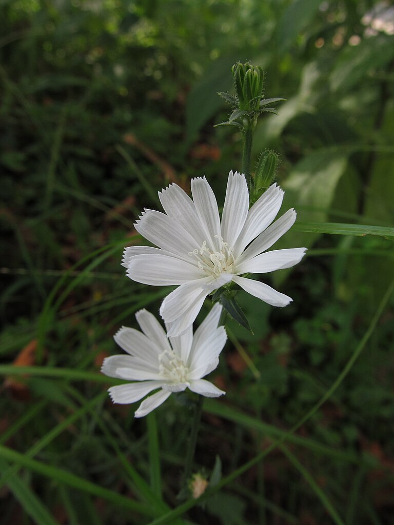 Cichorium intybus, white form