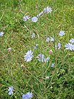 Cichorium intybus habitus (2005 07 05).jpg