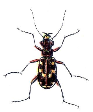 <i>Cicindela maritima</i> Species of beetle
