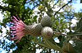 Cirsium scabrum 1 Gavoi 950m 20072014.jpg