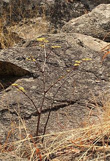 Cissus cornifolia00.jpg