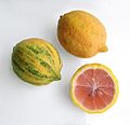 Citrus × limon - kirjava - Eureka -Rosa.jpg