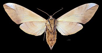 Clanis titan MHNT CUT 2010 0 321 Ban Kheum Laos female ventral.jpg