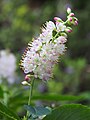 Inflorescence