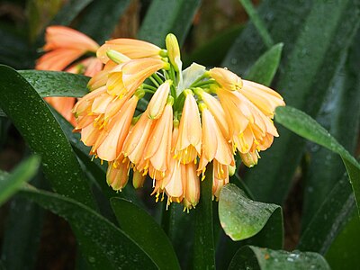 Clivia nobilis, Kliwia szlachetna, 2023-10-31