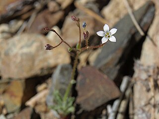 <i>Gilia clokeyi</i> Species of flowering plant