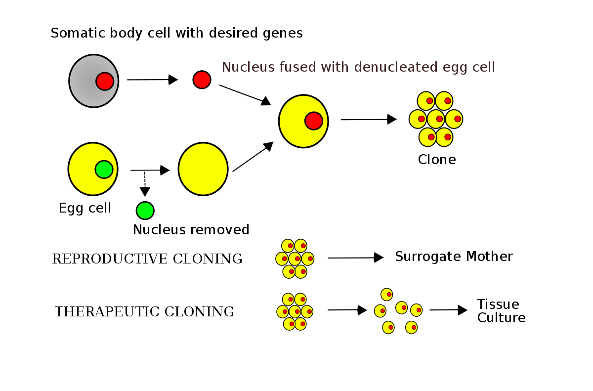 Somatic cell nuclear transfer - Wikipedia
