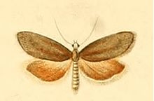 Cnephasia abrasana.jpg