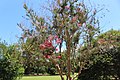 Hybrid Crapemyrtle lagerstroemia 'Pecos'