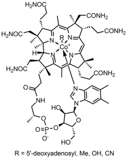 Vitamin B<sub><small>12</small></sub> several chemical forms of vitamin B12