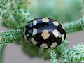 Coccinula quatuordecimpustulata (Linnaeus, 1758)