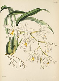 plate 35 Coelogyne cristata