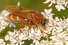 Coenomyia.ferruginea2 .-. Lindsey.jpg