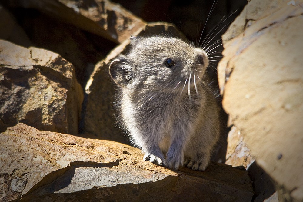 A Collared pika gets as old as 6 years