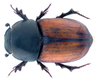 <i>Colobopterus</i> Genus of scarab beetles