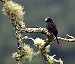 Colonia colonus -Parque Nacional do Itatiaia, Rio de Janeiro, Brazil-8.jpg