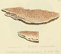 Plate 424. A bracket fungus (polyporaceae)