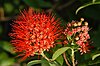 Combretum constrictum