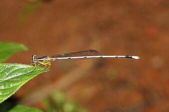 Yellow bush dart Copera marginipese