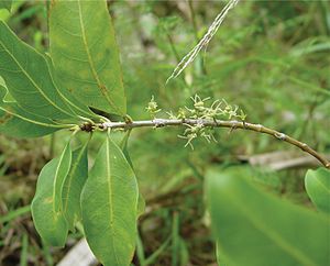 Branch with leaves and female flowers