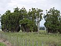 Marais à Coryline (Ti, Cordyline australis) de Rangitaiki Plains, en Baie de l'Abondance (Nouvelle-Zélande)