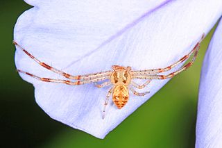 <i>Misumenops bellulus</i> Species of spider