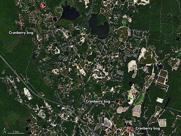 Cranberry Bogs in Plymouth County, September 24, 2022. The cranberries (bright pink in the image) are ready for harvest.