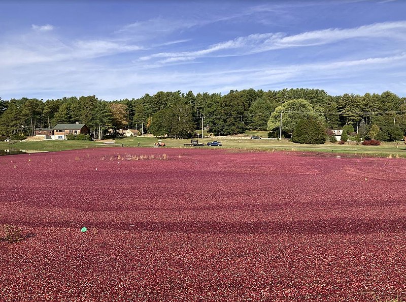 File:Cranberry harvest, Kingston Massachusetts.jpg