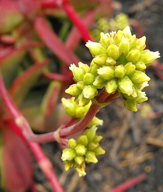 <i>Crassula pubescens</i> Species of plant