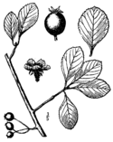 Crataegus berberifolia.png