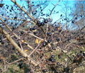 houtachtige doornen in Crataegus