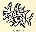 Crepis biennis chromosomes.jpg