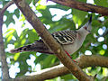 Crested Pigeon RWD.jpg