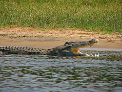 Crocodylus niloticus6.jpg