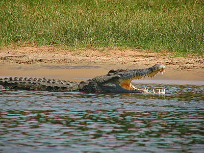 Nile Crocodile - Crocodylus niloticus