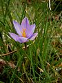 Crocus minimus close-up