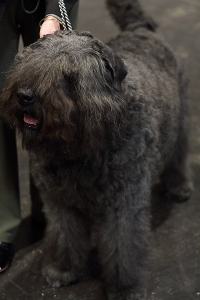 File:Crufts 2019- NEC, Birmingham- 08-March 2019 - 33455376438.jpg