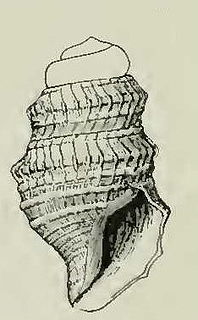 <i>Cryptogemma eldorana</i> Species of gastropod