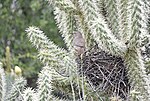 Thumbnail for File:Curve-billed Thrasher 6833mn.jpg