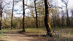 Cycling in Pholoe oak forest, April 2017.jpg