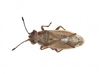 <i>Cymus melanocephalus</i> Species of pentatomomorphan bug