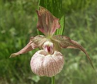 Cypripedium × ventricosum