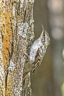 Treecreeper Family of birds