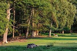 Dülmen, Wildpark -- 2020 -- 7842.jpg