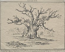 The Fairlop Oak, around 1812 D. H. Redman - Fairlop Oak - 1940.1168 - Cleveland Museum of Art.jpg