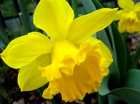 Pokok Narcissus